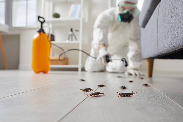 Post-Treatment Bed Bug Interceptor Monitoring in Lanham